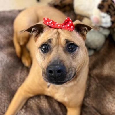 Luz the dog wearing a red bow with white polka dots